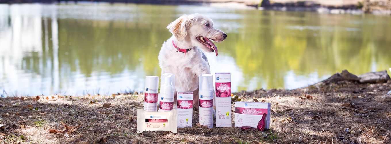 Hund sitter vid en sjö med flera Dermoscent Atop 7-produkter för husdjurshudvård placerade framför sig på marken.