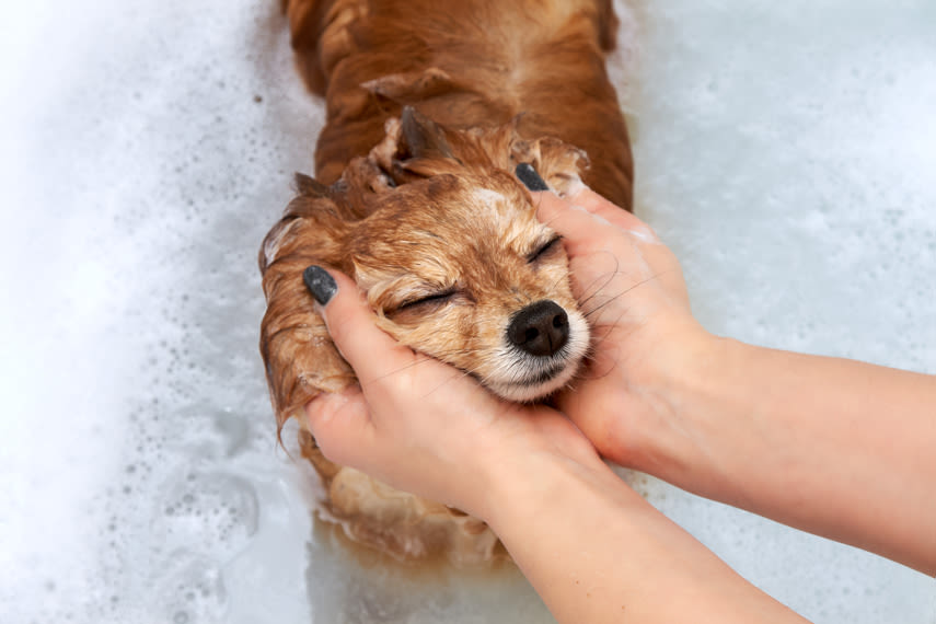 En liten hund njuter av att bli badad