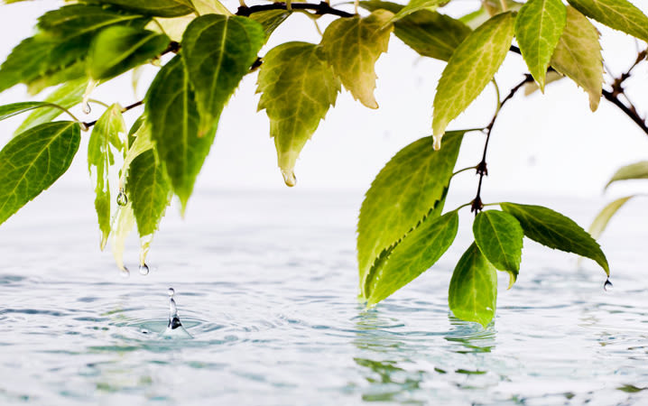 En gren med gröna blad hänger ner mot en sjö och nuddar vattenytan.