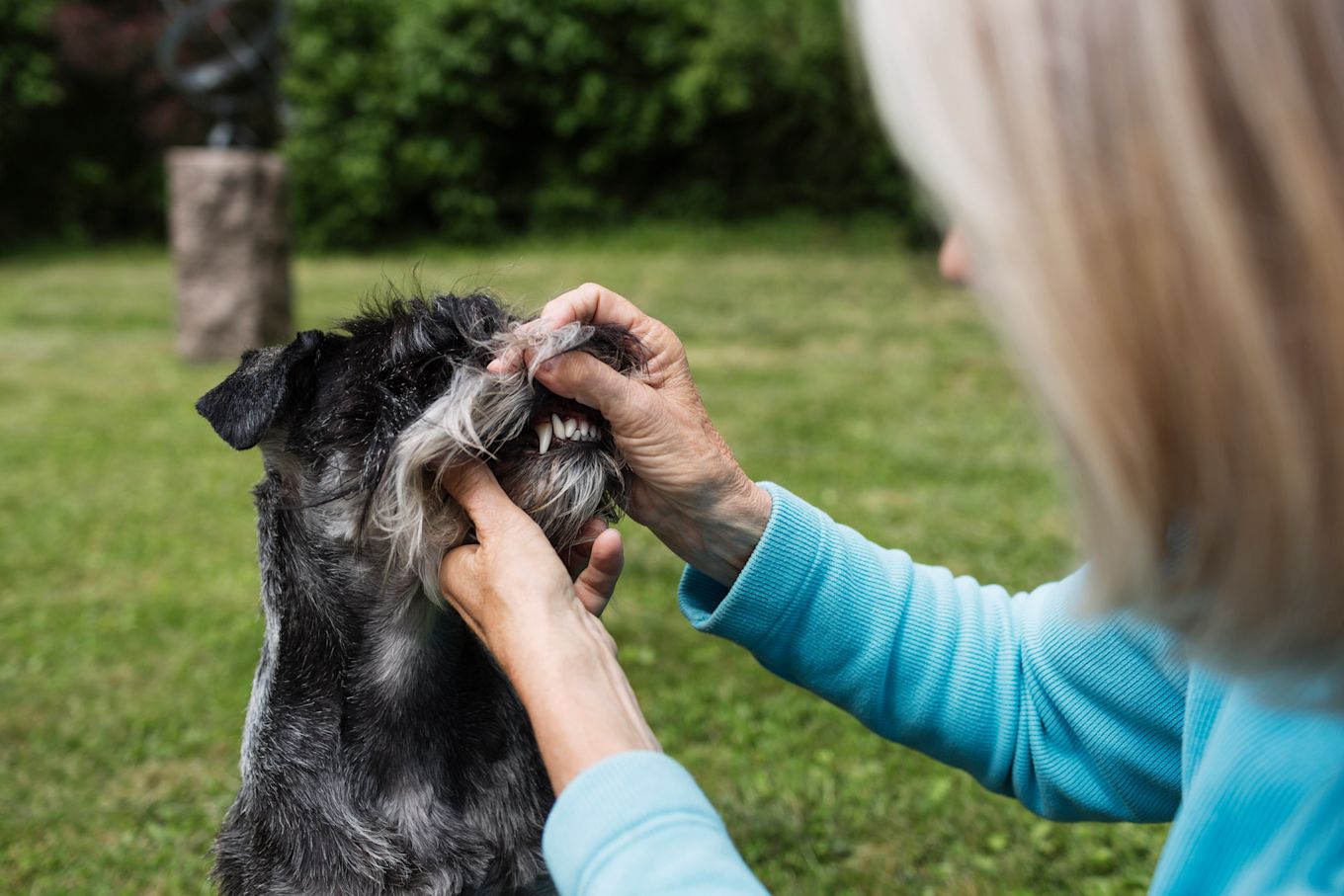 En kvinna sitter utomhus med sin hund och lyfter upp hundens läpp för att titta på tänderna.